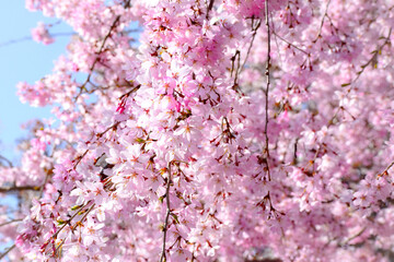 満開の桜の花のクローズアップ、庭の美しいシダレザクラ、しだれ桜

