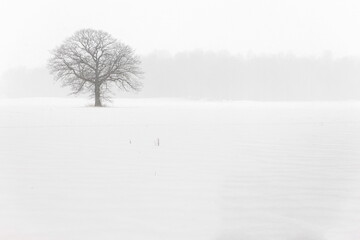 Lone Tree in a Farm Field in a Winter Snow Storm