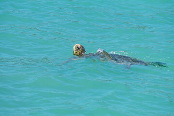 Green sea turtle in the harbor in Puerto Ayora, Santa Cruz Island, Galapagos, Ecuador