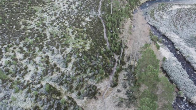 Aerial drone footage descending from a landscape of heather moorland in winter below a green canopy of Scots pine trees (Pinus sylvestris). Glen Lui, Cairngorms National Park, Scottish Highlands