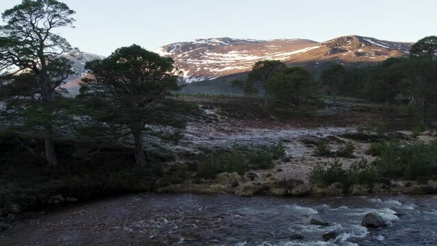 Aerial drone footage rising high above a river and canopy of ancient Caledonian pine trees (Pinus sylvestris) and frosty heather moorland to reveal snowy mountains. Glen Lui, Cairngorms National Park