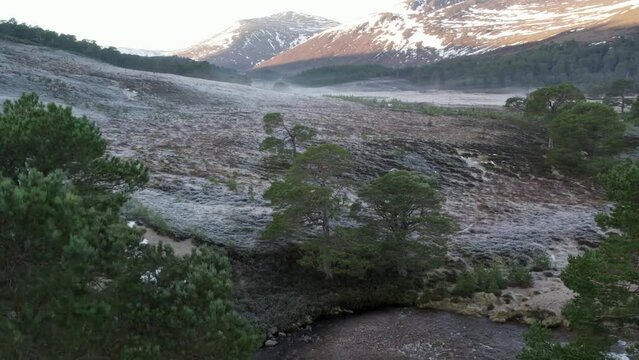 Aerial drone footage rising high above a canopy of ancient Caledonian pine trees (Pinus sylvestris), to reveal frosty heather moorland, rivers and snowy mountains. Glen Lui, Cairngorms National Park