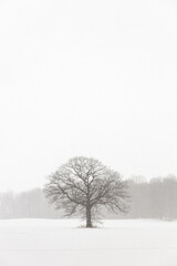 Fototapeta na wymiar Lone Tree in a Farm Field in a Winter Snow Storm