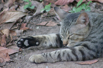 gato borrado