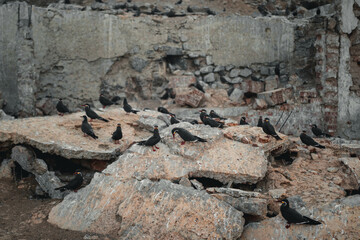 Bird species tendril on top of pieces, in the Isla el Frontón prison, Callao. Peru