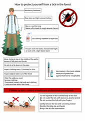 Instructions for protection against tick bites in the forest. Tick ​​season, precautions. Translation: "If bitten by ticks, seek medical attention immediately". Vector illustration