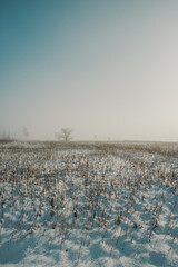 Naklejka premium winter landscape