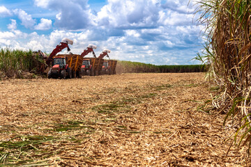 Sao Paulo, Brazil, April 10, 2008. Sugar cane harvesting in Brazil