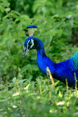 Obraz premium Indian peafowl close-up portraiture. Beautiful wild male peafowl foraging in the grassy meadow. Spotted in Udawalawe national park safari.