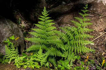 Fern Leaves of macrothelypteris torresiana in the rainforest close-up in Brazll