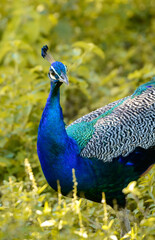 Obraz premium Blue peafowl looking at the camera. Spotted in Udawalawa national park safari in the morning, Brightly colored male peacock foraging through the grassy meadow, the peacock is capable of flying.