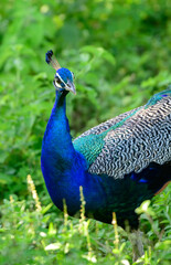 Fototapeta premium Blue peafowl looking at the camera. Spotted in Udawalawa national park safari in the morning, Brightly colored male peacock foraging through the grassy meadow, the peacock is capable of flying.