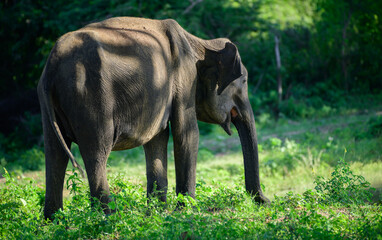 Fototapeta premium Old and weary Asian elephant grazing grass near the waterhole in Udawalawe national park, evening light hits the wizened textured skin unevenly.