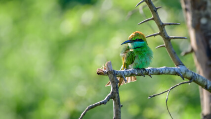 Green bee-eater bird perch on a broken bare tree branch and sunning. Cute bee-eater bird isolated against Natural bokeh background. Beautiful wildlife photograph.