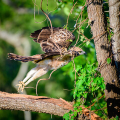 Crested hawk-eagle taking off, Powerful claws, and sharp beak. Evening meal time for the majestic predator in the Udawalawe forest.