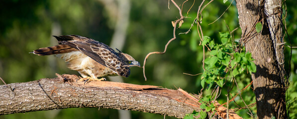 Changeable hawk-eagle taking off for an evening meal close-up shot. Majestic predators in the wild.