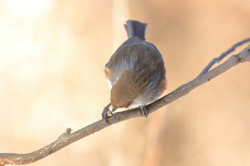 Boreal chickadee perched on a branch looking down eating seed