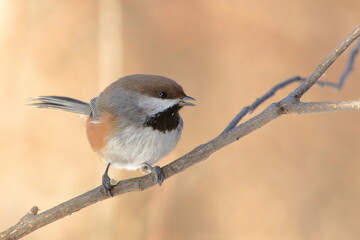 Boreal chickadee perched on a branch looking right beak open - 485963413