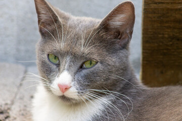 gata gris con blanco