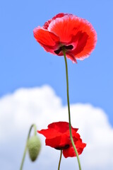 Obraz premium ポピー空に