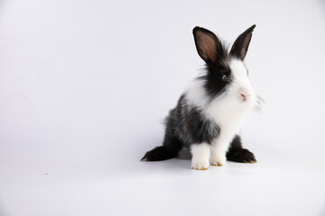 A healthy lovely white bunny easter rabbit posing, standing on white background. Cute fluffy rabbit...