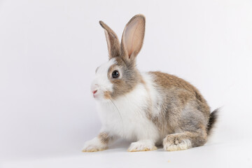 A healthy lovely white bunny easter rabbit posing, standing on white background. Cute fluffy rabbit...