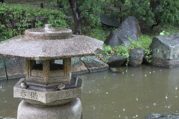 日本庭園とすずめと雨