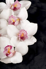 White orchid branch on a black background