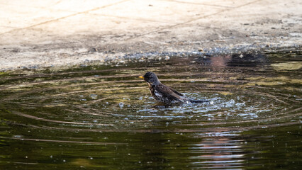 Thrush takes a bath in a puddle