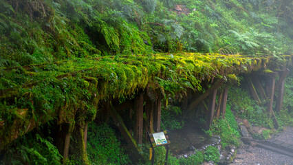 Taiwan, Yilan County, Taiping Mountain, Jianqing Old Road, famous, tourist attraction