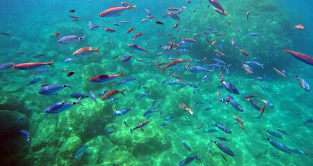 Fototapeta na wymiar Fishes of Mediterranean Sea. Near Marmaris, Turkey