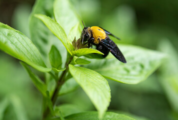carpenter bee climb on sweet Thai basil flower 