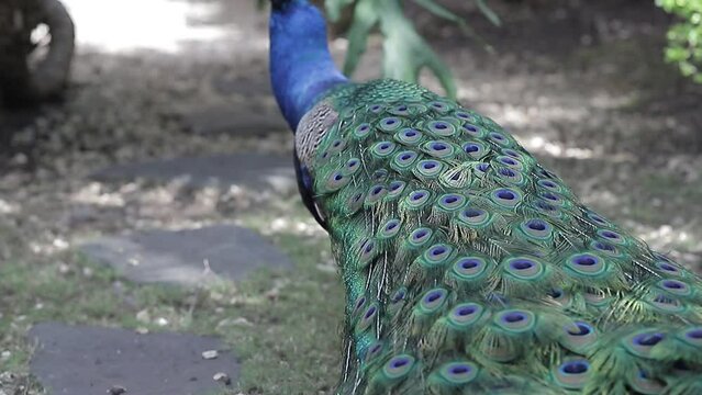 Close-up UHD video shot of an amazing peacock and its large blue color, one of the largest birds in the world.