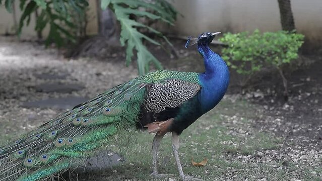 Peacock, or Indian peacock (Latin: Pavo cristatus). A characteristic feature of the male is the strong development of the upper layers, which are mistaken for a tail.