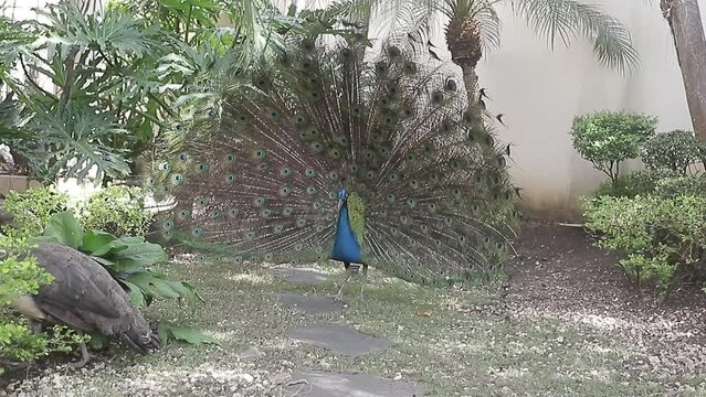 Peacock shakes its beautiful plumage, natural courtship ritual in front of female peacock