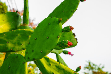 cactus flower