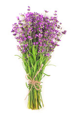Obraz premium Fresh Lavender flowers on a white background