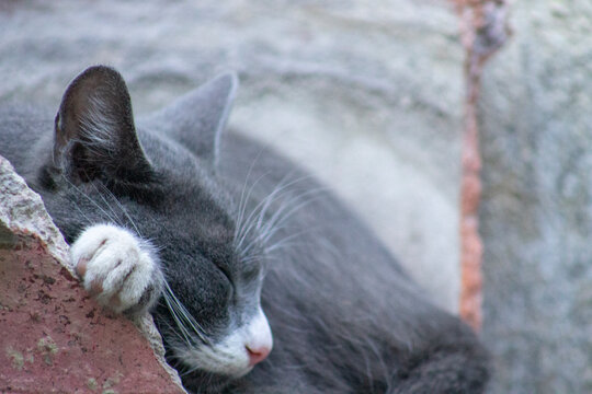 gata gris con blanco