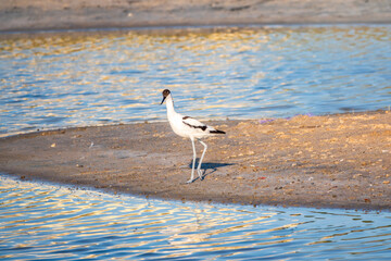 The pied avocet, Recurvirostra avosetta, is a large black and white wader with long, upturned beak