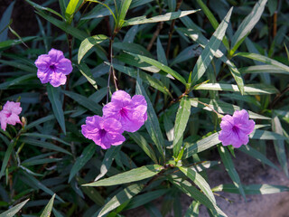 Bright mexican petunias (Ruellia tweediana, Ruellia simplex). Violet pink flowers like Ruellia...