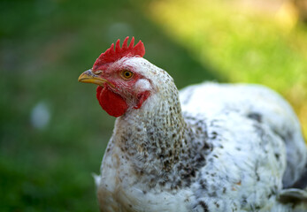 On a sunny day, chickens feed in a traditional farmyard. Detail of a chicken head. Chickens in a chicken coop. Free range poultry farming
