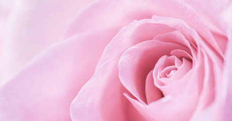 Fototapeta na wymiar Pale pink rose flower petals. Macro flowers background. Soft focus