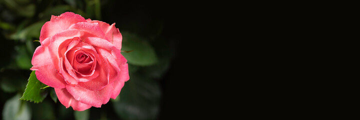 beautiful pink flower close up on a dark background in banner format