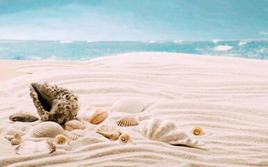 Sea exotic seashells molluscs seashells white beach sand. Summer vacation travel concept. Postcard template copy space