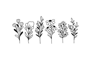 Wildflower line art vector illustration. Flower garden elegance botanical. Hand drawn herbal and meadow plants on white background. Daisy, twigs botany, branch for summer decor.