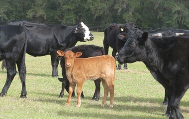 Obraz na płótnie Canvas Cows and calf on the field in Florida farm, closeup