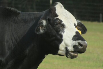 Black white cow in the field, closeup