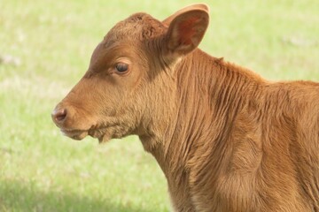 Baby calf on grass background in Florida farm, closeup