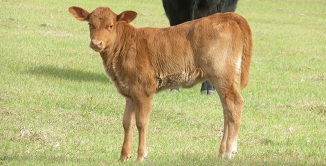 Young redhead calf on the field, closeup © natalya2015