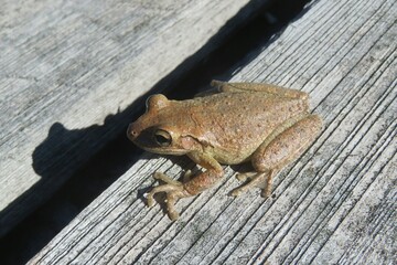 Brown tropical treefrog on wood background in Florida, closeup